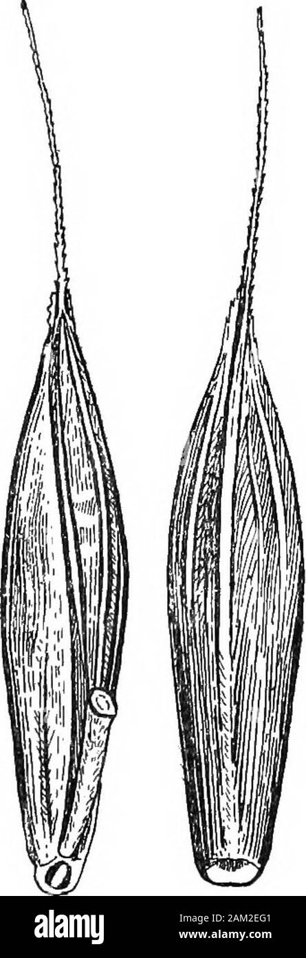 British grasses and their employment in agriculture . Fig. 73. Panicle of Bromus sterilis. About J nat. size. Bromus racemosus, L. (= B. commutatus, Schrad.) This is amore glabrous form of B. mollis. Its seeds are entirely glabrousexcept for the marginal hairs on the inner palea. Bromus sterilis, L. (Barren Brome-grass.) (Fig. 73.)An annual or biennial, growing about two feet high. Mostcommon in waste places and near hedges. Sheaths entire, keeled,and striated. Blade rolled in the shoot, thin, dry, ribless, keeled ch. vn] Botanical Description of Species 83 on lower half, and acutely pointed. Stock Photo