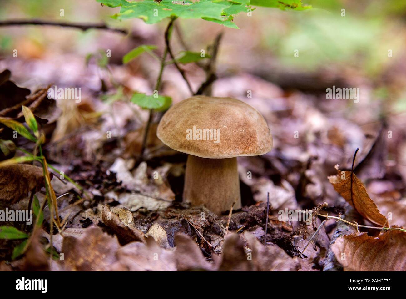 Boletus edulis (cep, penny bun, porcino or king bolete, usually called porcini mushroom) grows on the forest floor among moss and dry fallen leaves at Stock Photo