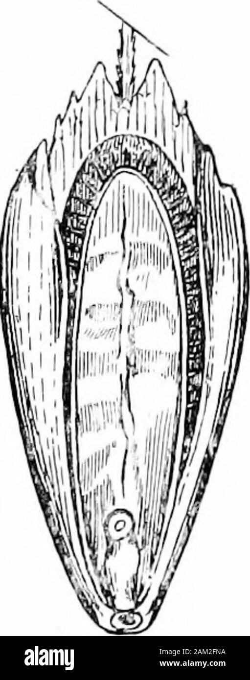 British grasses and their employment in agriculture . Fig. 71. Bromus arvensis var.mollis. About | nat. size. Fig. 72. Seed of Bromus arvensis var.mollis. x 5. Back and front views.The fine hairs on the outer paleacannot readily be shown on this scale. form in Britain, being abundant as a weed in meadows, on waysides,and in open places generally. Its sheaths, blades, glumes, etc., arecovered with longer and softer hairs than those of B. arvensis.It is distinguished mainly by the hairiness of its empty glumes,and also by the apex of the larger glume being midway betweenits base and the top of t Stock Photo