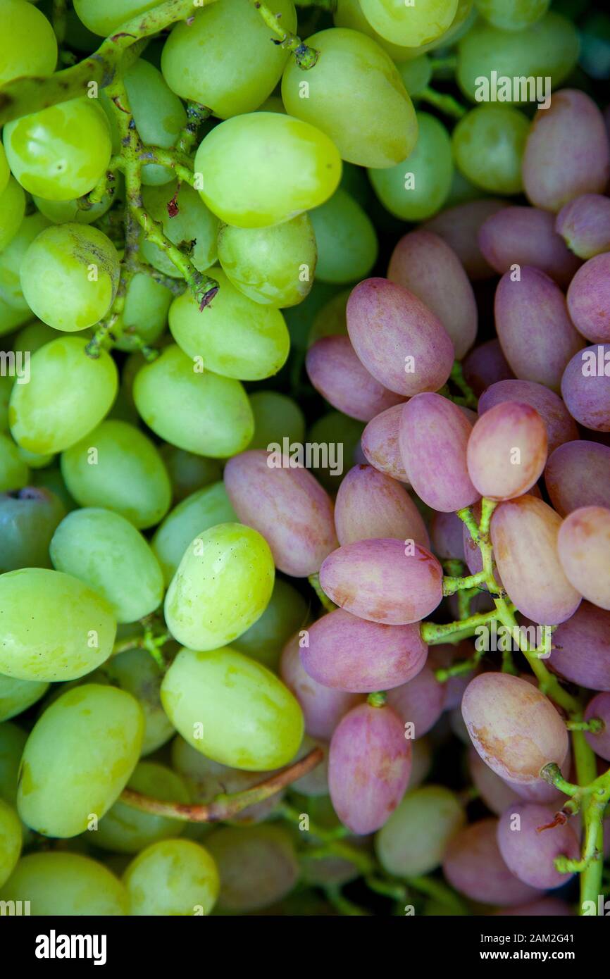 Healthy fruits Red wine grapes background/ dark grapes/ blue grapes