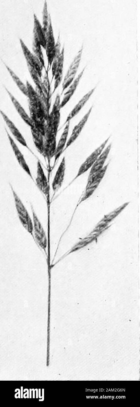 British grasses and their employment in agriculture . Fig. 70 a Fig. 70. Bromus arvensis var. secalinus. About J nat size.Fig. 70 a. Seed of same. &lt; 5. the palea. Inner palea very thin, membranous, bearing a fewwhite hairs at its margins. Rachilla cylindrical, pubescent orsmooth, often bent or bowed, and thickened upwards. (Fig.68.) Bromus secalinus, L. (Fig. 70.) A cornfield variety of B. arvensis, from which it differs chieflyin the form of its spikelets which are more broadly ovate in ch. vn] Botanical Description of Species 81 outline, and fewer flowered (about seven). The outer palea i Stock Photo