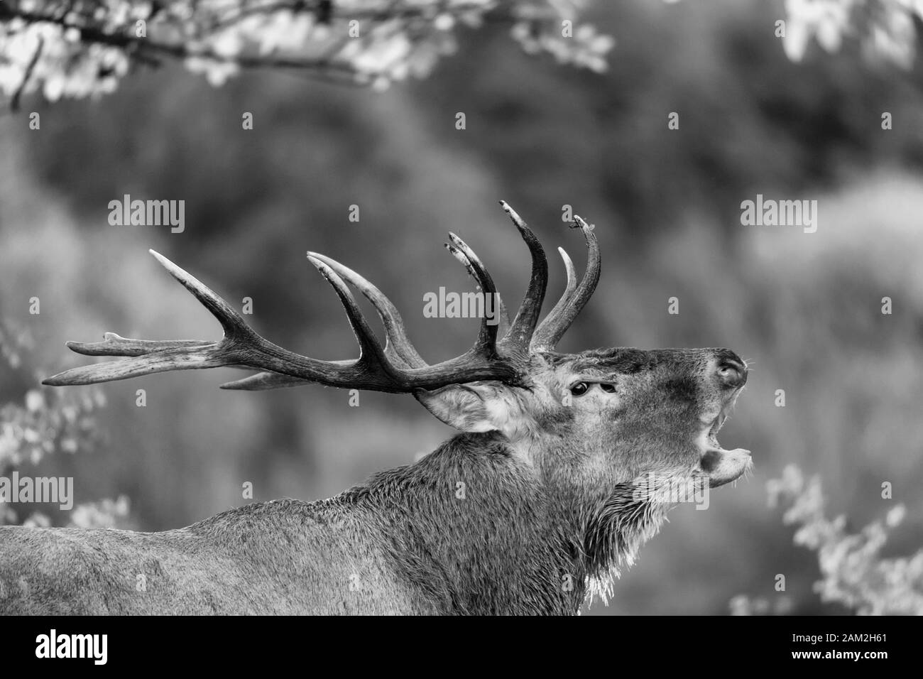 The call, black and white portrait of Red deer (Cervus elaphus) Stock Photo