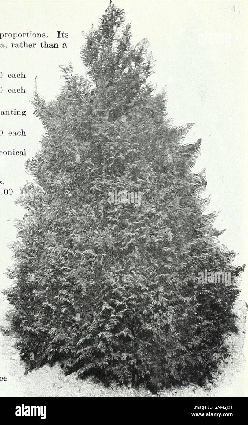 Farquhar's garden annual : 1922 . each ,1 A hardy species of quick growth. Valuable for planting $3.50 each DoUglasii. (Pseudo-tsuga.) (Douglas Spruce.) A grand variety of large conicalform with horizontal branches. Foliage pale green, silvery underneath. 2 to 3 ft. Each Doz. $4.00 $39.00 3 to 4 ft. Each Doz. $5.00 S54.00 excelsa. (Norway Spruce.) This familar Spruce is more extensively grownthan any of the others. Very hardy and useful for forming hedges or windbreaks. 3 to 31 ft. Each Doz. $2.50 S27.00 3i to 4 ft. Each Doz. $3.50 $39.00 excelsa var. pygmsea. (Dwarf Spruce.) A very dwarf vari Stock Photo