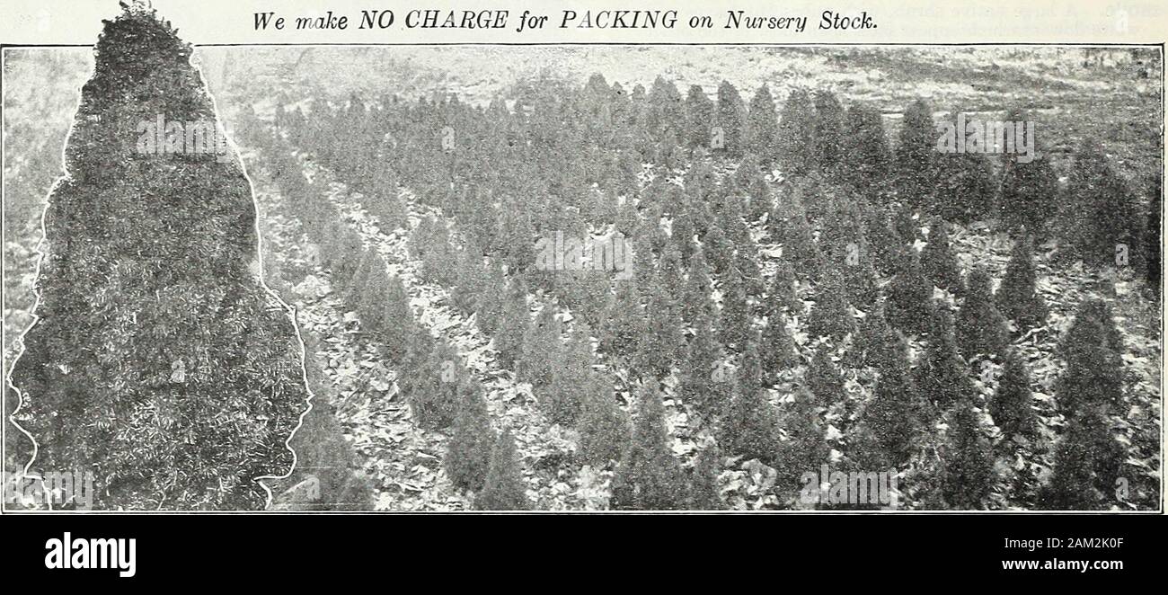Farquhar S Garden Annual 1922 Doz 100 90 00 675 00 Hedge Of