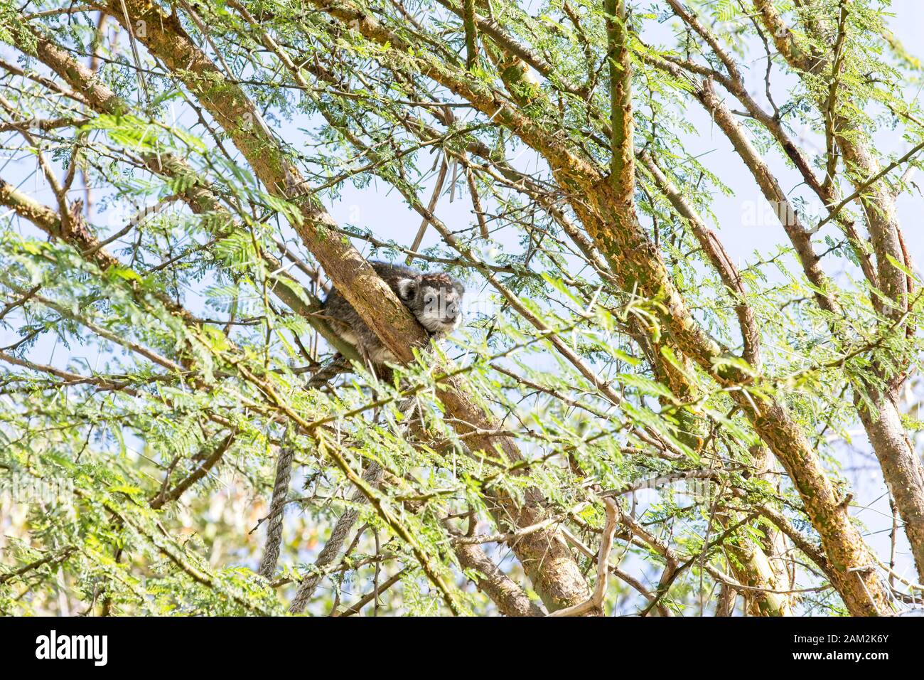 Southern Tree Hyrax (Dendrohyrax arboreus), in a tree near Ilkeliani Camp, Maasai Mara, Kenya. Stock Photo