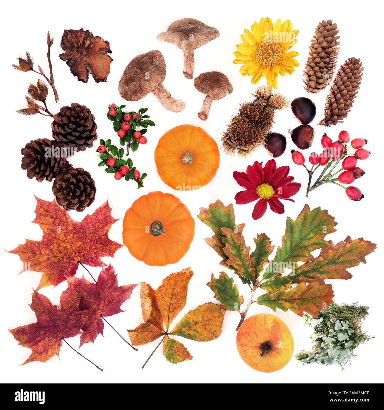 Nature composition in Autumn for botanical study with food, flora and fauna on white background. Top view. Harvest festival theme. Stock Photo