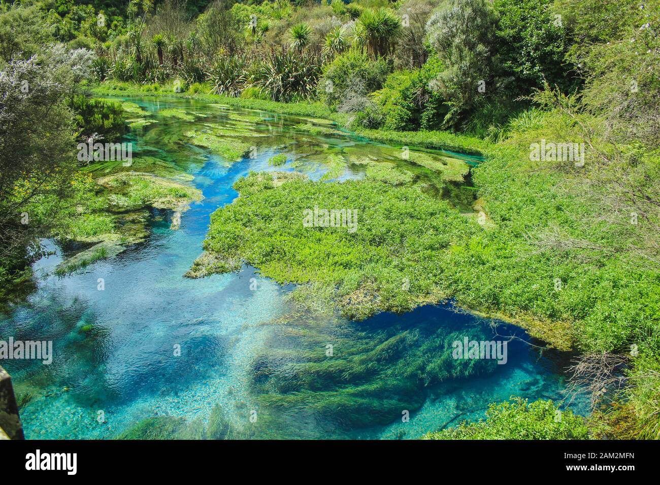Beautiful scenery at Blue Spring in Putaruru between Hamilton and