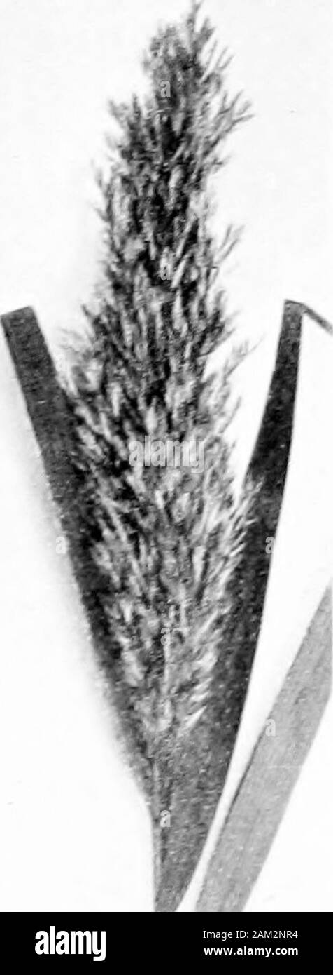 British grasses and their employment in agriculture . Fig. 55. Seed of Arrhenatherum avenac.um, Beauv. x 10.The grain is enclosed within the upper pair of palese. ch. vii Botanical Description of Species 73 kvaaafatua, L. (Wild Oat.) (Fie;. 60.) Abundant in Britain. A tall annual, occurring especiallv among cereal crops, formingclose tufts. Shoot cylindrical, sheaths split, glabrous or occasion-ally with a few hairs. Leaf-blades linear, broad, acuminate,glabrous or slightly hairy. Ligule membranous, relatively short.and blunt. Auricles wanting.. I Stock Photo
