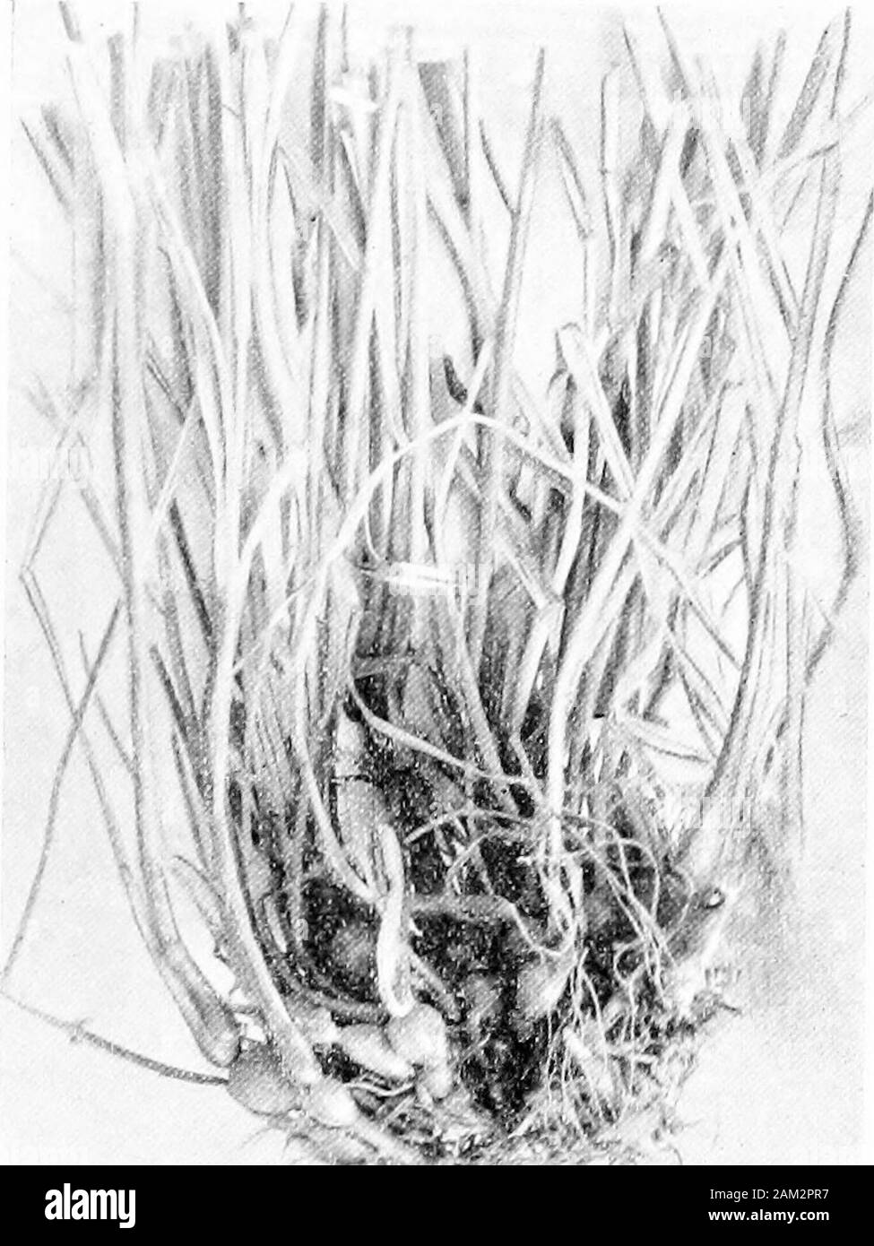 British grasses and their employment in agriculture . Fig. 53. Three panicles of Arrhenathcrum aveiwceum, Beauv. About i nat. size. rather long, outstanding, cylindrical and thickening towardsthe top, bearing long silky hairs. A tuft of silky hairs is alsopresent at the base of the seed. (Fig. 58.) Avena pratensis, L. (Perennial Oat-grass.) (Fig. 59.) Widelydistributed though not abundant in Britain. An entirely glabrous, tufted perennial. Blades folded in the ch. vn] Botanical Description of Species 71 young shoot. Sheath split. Leaf-blades rather narrow, dry andscabrous on the upper surface; Stock Photo