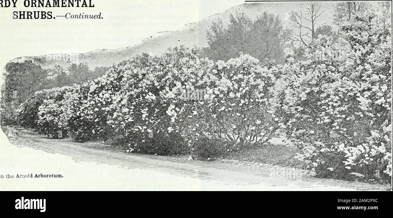 Farquhar's garden annual : 1922 . Hydrangea arborescens grandiflora alba. R. & J. FARQUHAR COMPANY, BOSTON. ORNAMENTAL SHRbBS. 14/7 HARDY ORNAMENTAL SHRUBS.—Continued.. Lilacs in the Arnold Arboretum, HARDY HYBRID RHODODENDRONS.Unnamed Mixed Colors. We have one of the finest collections of this class ofRhododendrons, which is perhaps the most satisfactory forgeneral purposes. The plants we offer on page 154 are healthybushy specimens, grown in our nurseries, and should give mostexcellent results. POTENTILLA fruticosa. (Cinquefoil) Useful low-grow- Doz.ing shrub covered with yellow flowers duri Stock Photo