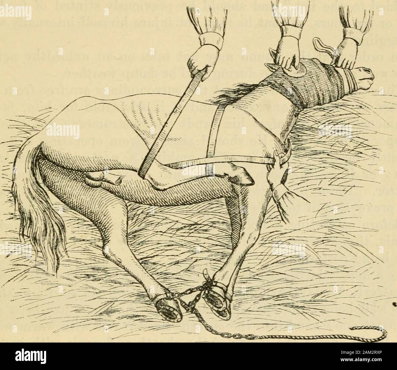 Veterinary notes for horse owners : a manual of horse medicine and surgery  . Fig. 162.— Mr. (Jvers method of casting for castration (near side view).  CASTRATING. 649 not the case among