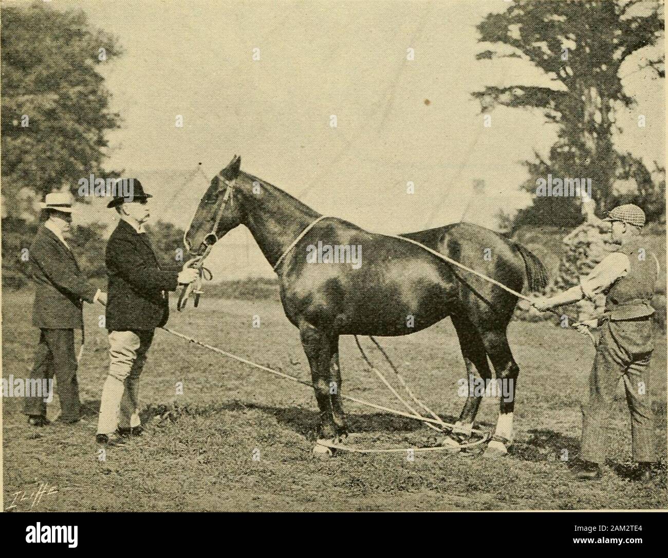 Veterinary notes for horse owners a manual of horse medicine and