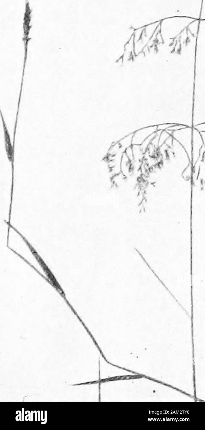British grasses and their employment in agriculture . Fig. 48. Seed of Alopecurus agrestis, L. x 10. Two views. Arundo Phragmiles, L. (Common Reed.) (Fig. 56.) Commonin Britain. A perennial aquatic species with creeping rhizomes. Sheathssmooth, split, bearded at the throat, i.e. where sheath and blade:meet. Leaves rolled in the shoot; blades about one foot long or GH. VIl] Botanical Description of Sj. oecies 67 more, and often more than an inch broad, linear-lanceolate andacuminate; smooth on both surfaces, but with numerous, low,flat ribs on the upper side. Ligule represented by a fringe of h Stock Photo
