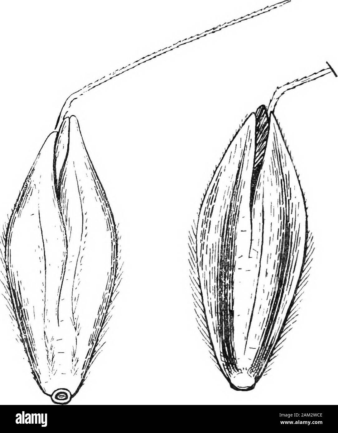 British grasses and their employment in agriculture . Fig. 47. Alopecurus agrestis. About  nat. size. unequal, membranous, and acute; the upper and larger glume isthree-nerved, and often of a purple colour; the lower glumehas a dorsal nerve only. The seeds of this species are often sooted or smutted owing to the attacks of Vstilago perennans,one of the smut fungi. The seeds consist of the spikelets minus the empty glumes; A. 5 66 Botanical Section [PT I r their length without the awn varies from 6-10 mm. The outerpalea of the lower flower bears a long (10 mm. or more) twistedand kneed dorsal Stock Photo