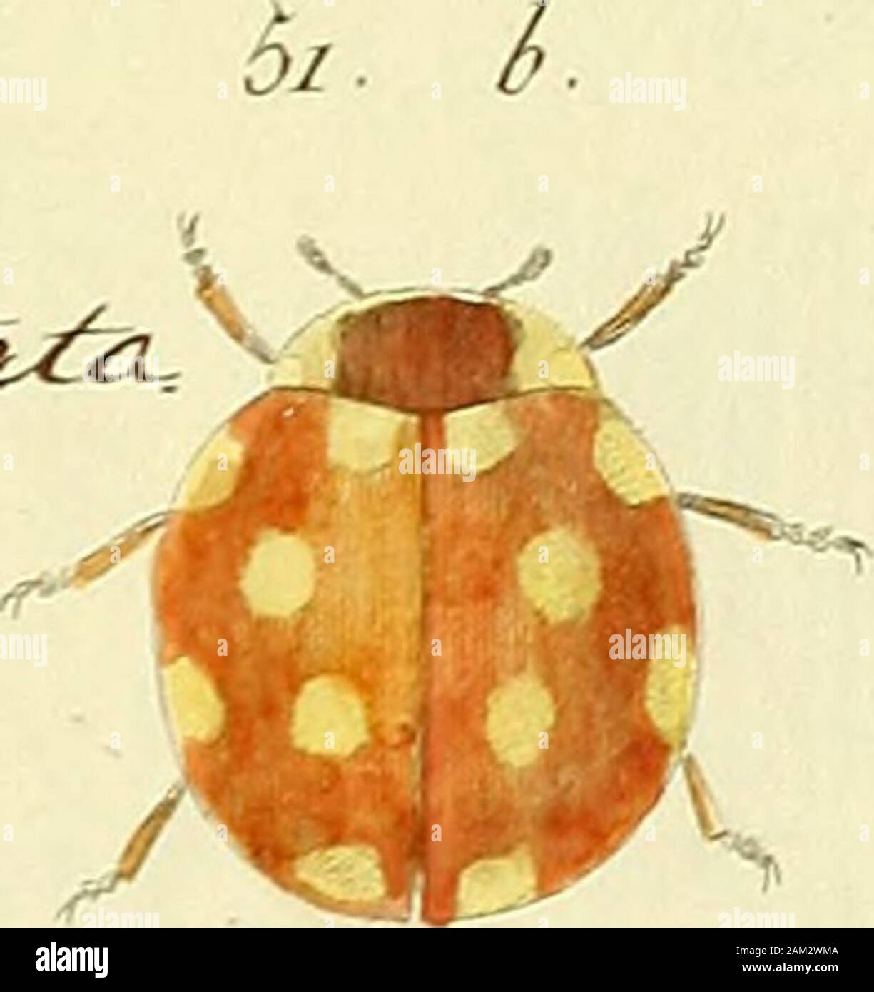 Entomologie, ou, Histoire naturelle des insectes : avec leurs ...