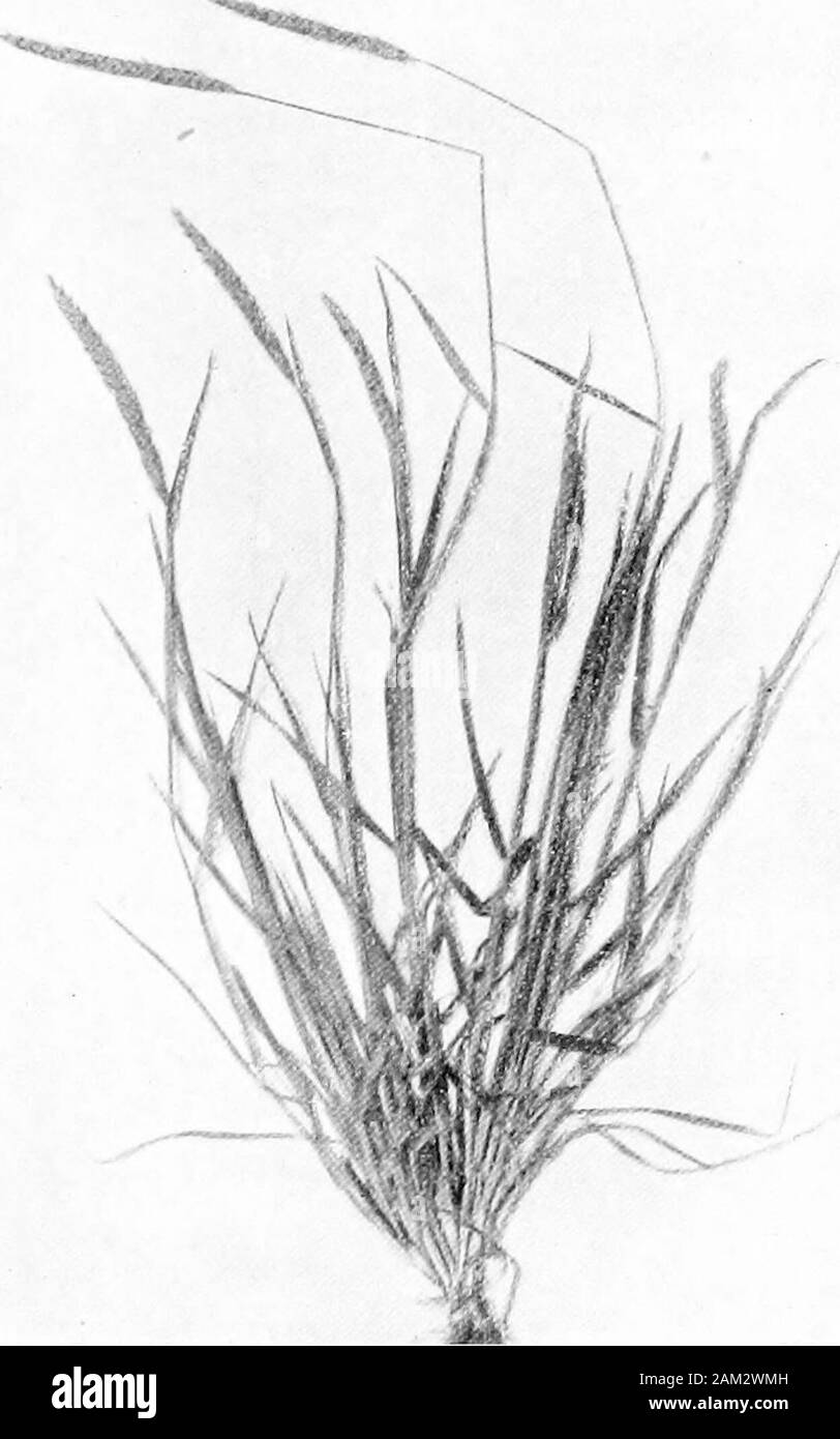 British grasses and their employment in agriculture . Fig. 40. Spike-like panicles of (a) Meadow Foxtail, and (b) Slender Foxtail.About nat. size. upper surface almost ribless, usually hairy, and downwards roughnear apex; lower surface .slightly keeled at base of blade. Thereare no auricles and the ligule is blunt. A variety of this specieswith the lower internodes very much thickened is a troublesomeweed on some cultivated soils. It is known as Onion Couch/See Fig. 54. ch. vn] Botanical Description of Species 65 Flowers usually in June; culms 2-4 feet high. Panicle large,6-10 inches long, lea Stock Photo