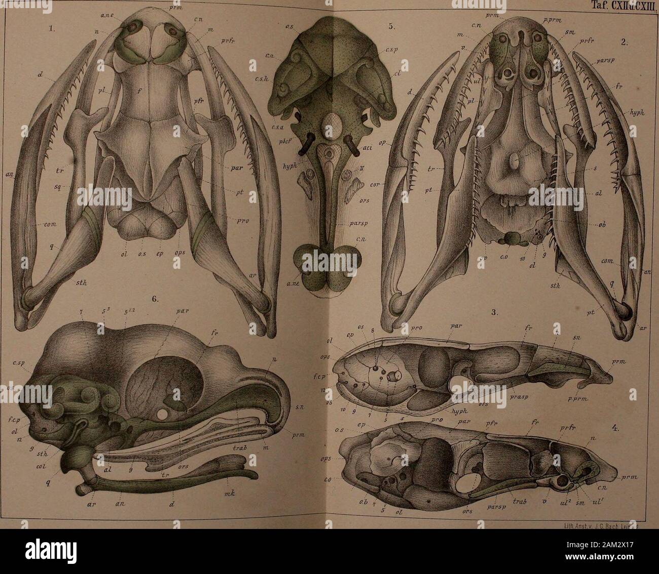DrH.GBronn's Klassen und Ordnungen des Thier-Reichs : wissenchaftlich dargestellt in Wort und Bild . l.ith.Anst.v, J.G. Bach, Leiozi Reptilien. (Schlangen.) Taf CXEnCini.. Anstv. JGJackl Erklärung von Tafel CXIV. Fig. 1. Schädel eines Emljryo von Tropidonotus natrix von ungefähr 10 min, von unten gesehen.Vergr. i%. 2. Horizontalschnitt durch den Schädel eines Embryo von Ti-opidonotus natrix aus demselbenEntwickelungsstadium, um die Schädelbasis von oben zu zeigen. Vergr. *7i- 3. Longitudinaler Yerticalschnitt durch den Schädel eines volltragenen Embryo von Tropi-donotus natrix, ungefähr H^/g m Stock Photo