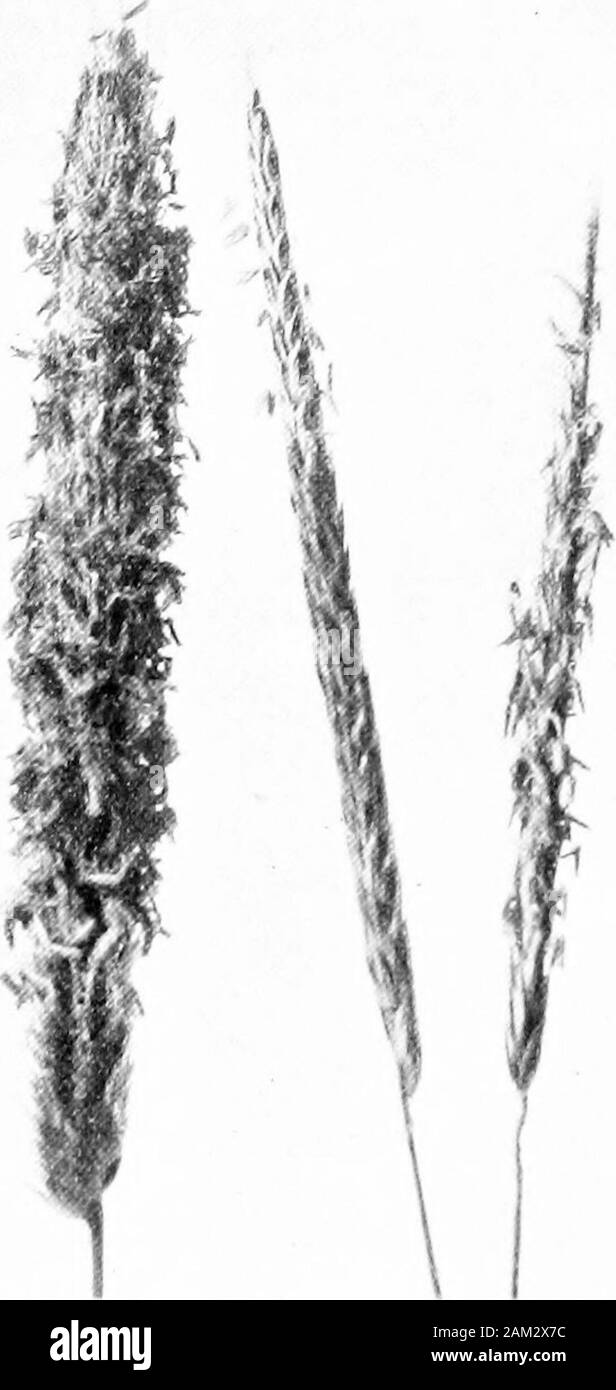 British grasses and their employment in agriculture . a slight keel, usually glabrousbut sometimes hairy, especially near the nodes. Blade rolledin the shoot, long, rather thin, and narrow in proportion tolength; broadest in middle, acuminate above, tapering below;. Fig. 40. Spike-like panicles of (a) Meadow Foxtail, and (b) Slender Foxtail.About nat. size. upper surface almost ribless, usually hairy, and downwards roughnear apex; lower surface .slightly keeled at base of blade. Thereare no auricles and the ligule is blunt. A variety of this specieswith the lower internodes very much thickened Stock Photo