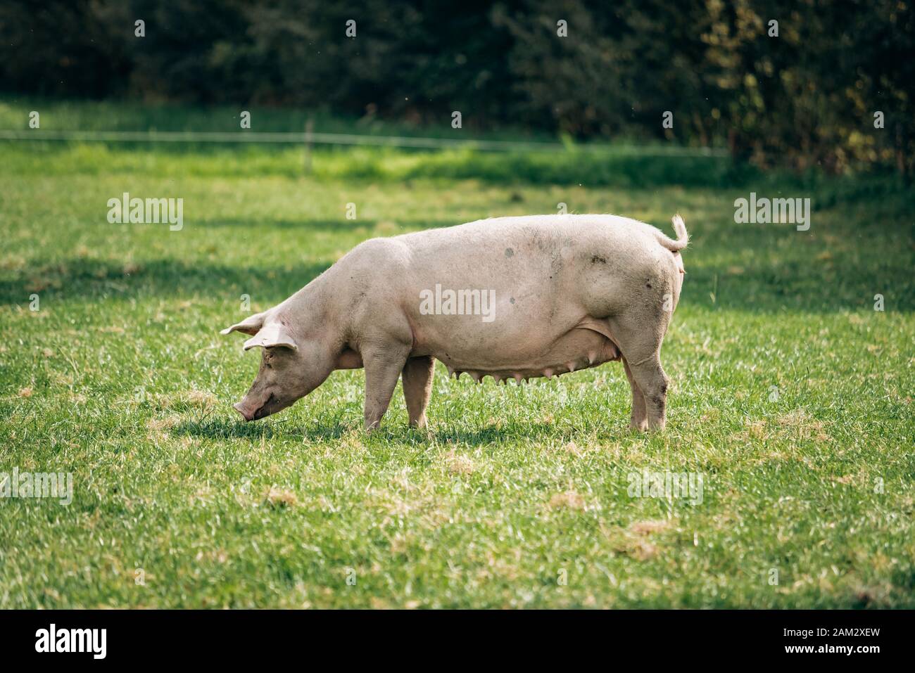 Pigs eating on a meadow in an organic meat farm Stock Photo Alamy