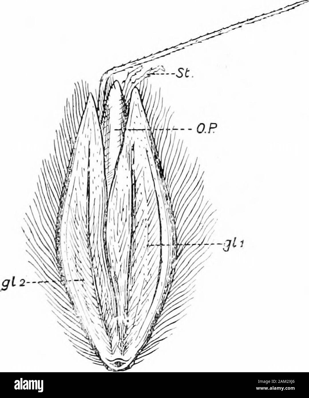 British grasses and their employment in agriculture . airy margins.8weet scented. Abundant in Britain. Fig. 44. Spike-like panicles of Alopecums pratensis, L. showing four stages ofdevelopment. Left to right, (a) emerging from the inflated sheath, (b) withstigmas just in the receptive condition, (c) with stamens fully protruded, and(d) the post-flowering condition. About 5 nat. size. Flowers in April and May; panicle close, and spike-like. 1 to?1 inches long. Spikelets one-flowered, 8-9 mm. long. Twopairs of empty glumes are present; the lower or oute ter pair unequal ch. Ail] Botanical Descri Stock Photo