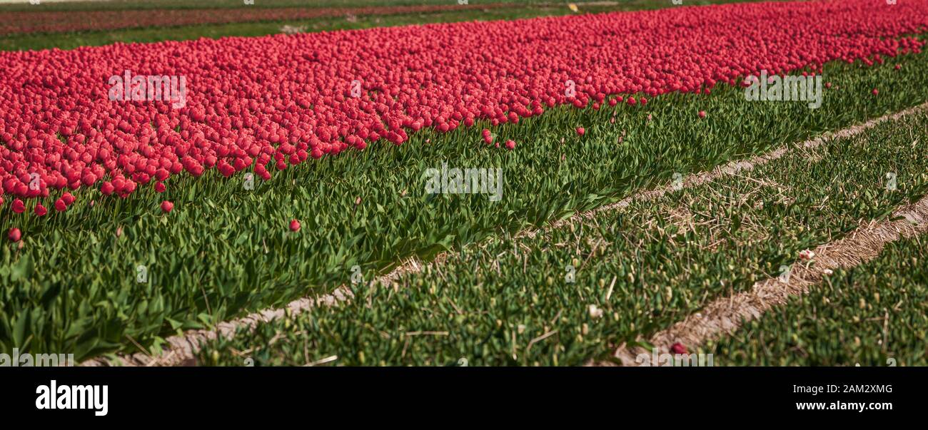 Blossoming tulip fields in a dutch landscape Stock Photo - Alamy