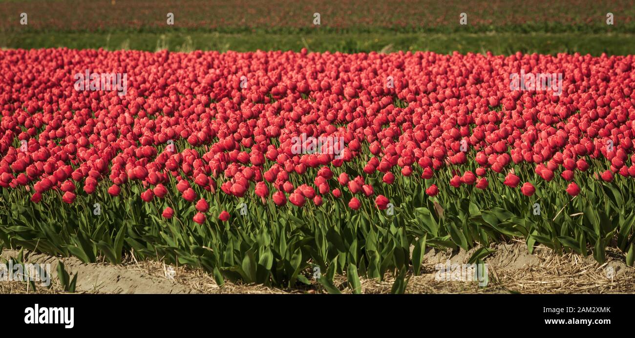 Blossoming tulip fields in a dutch landscape Stock Photo - Alamy