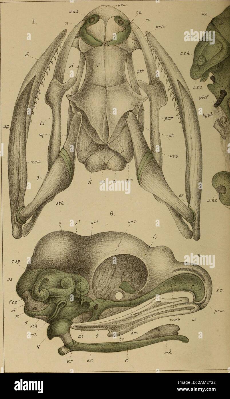 DrH.GBronn's Klassen und Ordnungen des Thier-Reichs : wissenchaftlich dargestellt in Wort und Bild . hypl-(. Hypo-physe, hy. Hyoideum. m. Maxillare. n. Nasale, o. h. Occipitale basilare. 0. l. Occi-pitale laterale, ops. Opisthoticum. op. Operculare. ors. Orbitosphenoideum. o. s. Occi-pitale superius. par. Parietale., parsp. Parasphenoid. ^J^c/. PostbasicranialcFontanelle. 2^^- Palatinum. pfr. Postfrontale, prfr. Praefrontale. prm. Prae-maxillare. p. prm. Processus praemaxillaris. pro. Prooticum. pt. Pterygoideum.q. Quadratum, s. Sphenoideum basilare. sm. Septomaxillare. sn. Septum nasale.sq. S Stock Photo