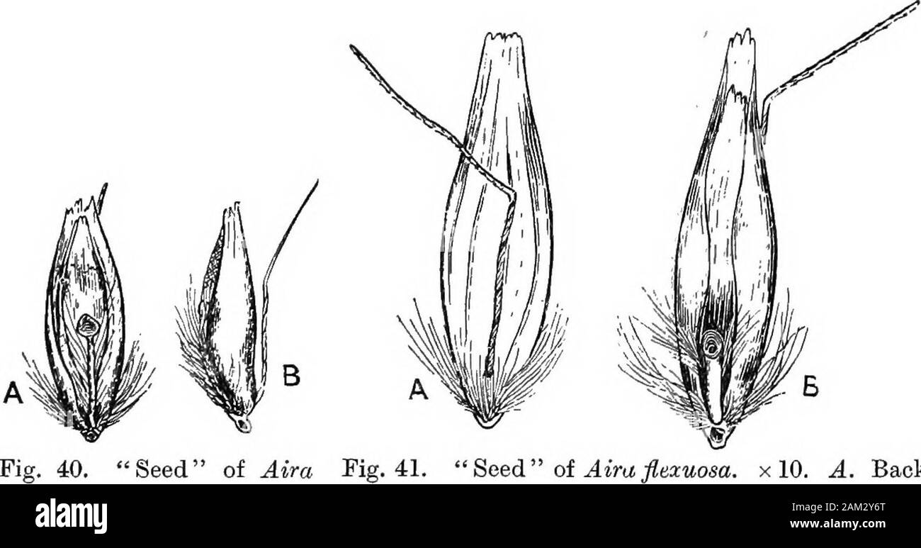 British grasses and their employment in agriculture . Fig. 39. Panicle of Aim ccespitosa, about J nat. size. and kneed basal (or almost basal) awn distinctly longer thanitself. A conspicuous tuft of white silky hairs surrounds thebase of the seed. Eachilla relatively short, also bearingwhite hairs. (Fig. II.) Aira canescens, L. (Grey Hair-grass.) Needle-like leaves; awn basal, thickened at end, and bearing ch. vn] Botanical Description of Species 59 a tuft of hairs in the middle. Id Britain, only known to occuron the sandy shores of East ADglia. Aira caryophyllea, L. (Silvery Hair-grass.) (Fig Stock Photo