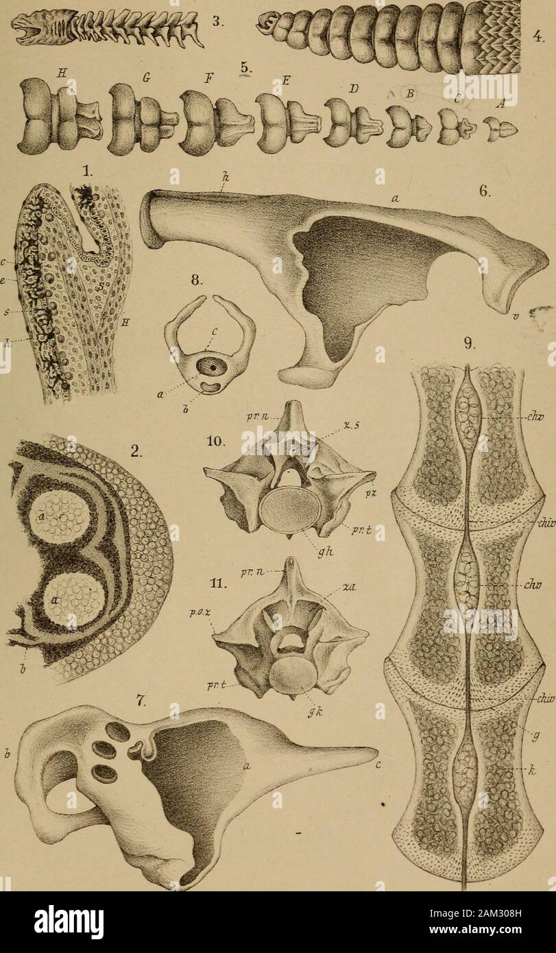 DrH.GBronn's Klassen und Ordnungen des Thier-Reichs : wissenchaftlich dargestellt in Wort und Bild . h. Hinterer Fortsatz, c. Vorderer Fortsatz. S. Atlas eines Embryo von Tropidonotiis natrix aus einem schon weit fortgeschrittenemStadium der Entwickelung. or. Körper des Atlas, der spätere Processus odontoideus. h. Unterer Dornfortsatz(Hypapophyse). c. Ligamentum transversum. 9. Horizontaler Längsschnitt durch drei Wirbelkörper eines Embryo von Tropidonotus natrix.Chv. Vertebraler Chordaabschnitt. Chiv. Intervertebraler Chordastrang. K. Knorpel-knochen, g. Gelenkflächen der Wirbelkörper.10, 11. Stock Photo