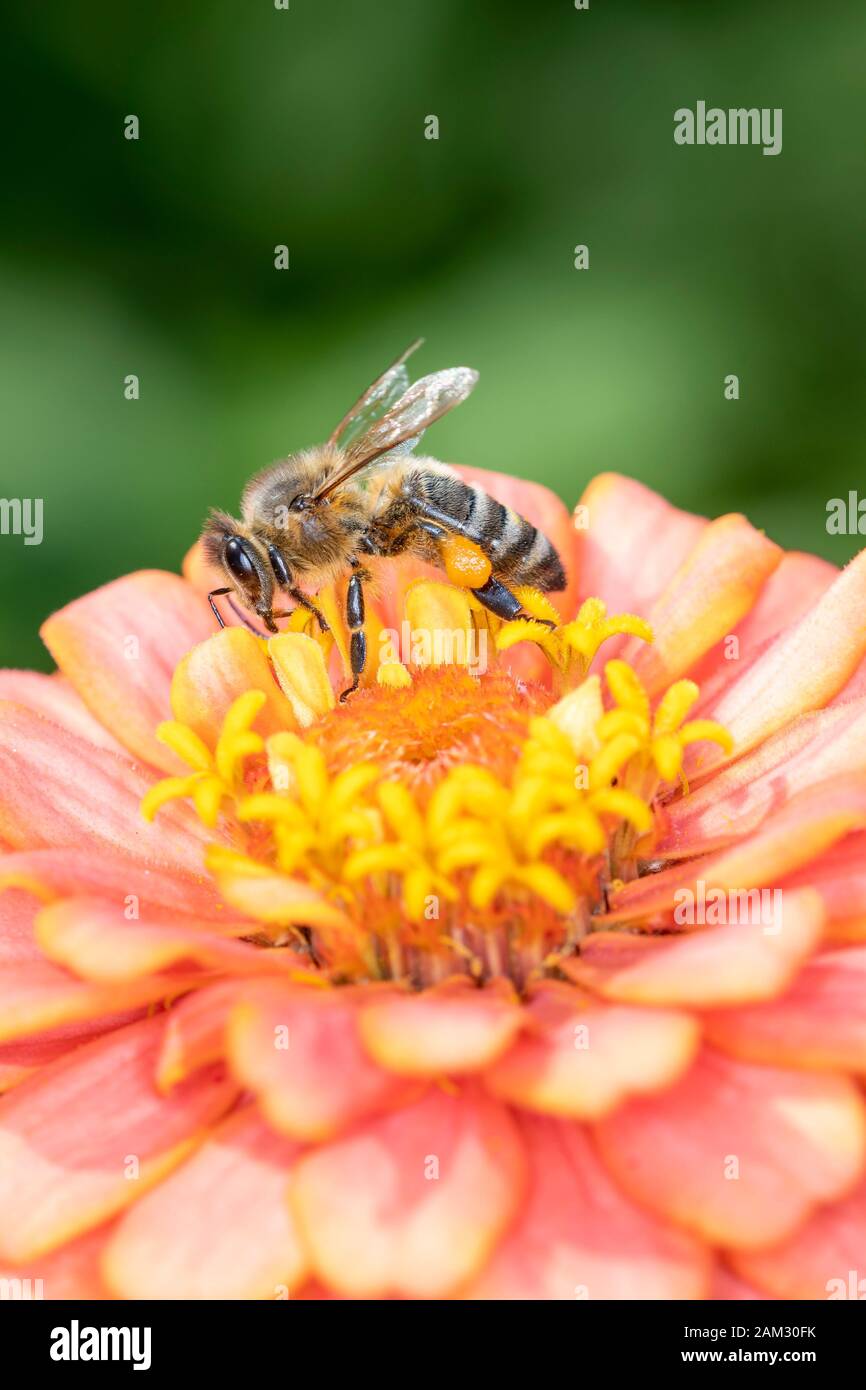 The European honey bee - Apis Mellifera -, usually simply called bee or honey bee, belongs to the family of the real bees. It is common in Europe, Afr Stock Photo