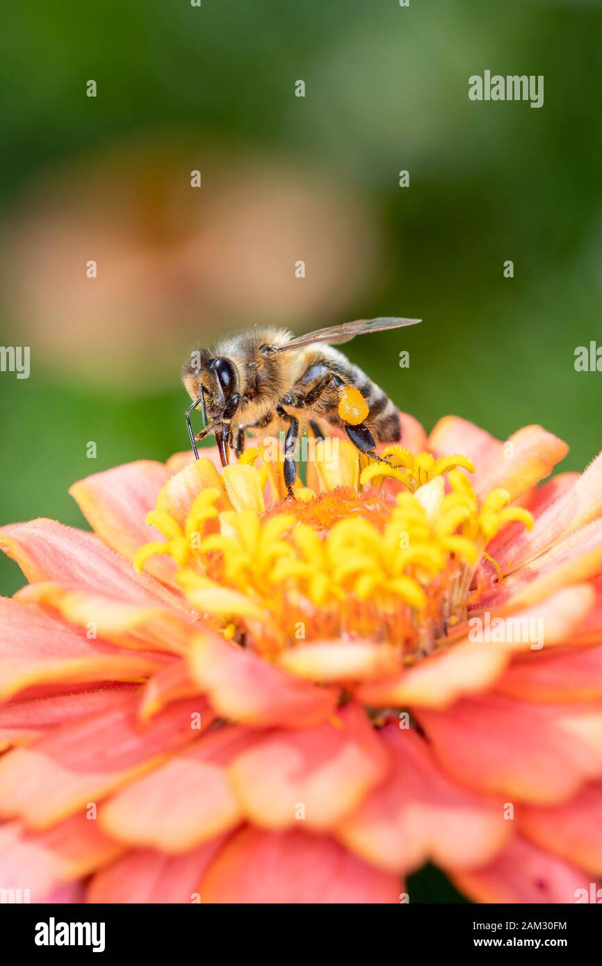 The European honey bee - Apis Mellifera -, usually simply called bee or honey bee, belongs to the family of the real bees. It is common in Europe, Afr Stock Photo