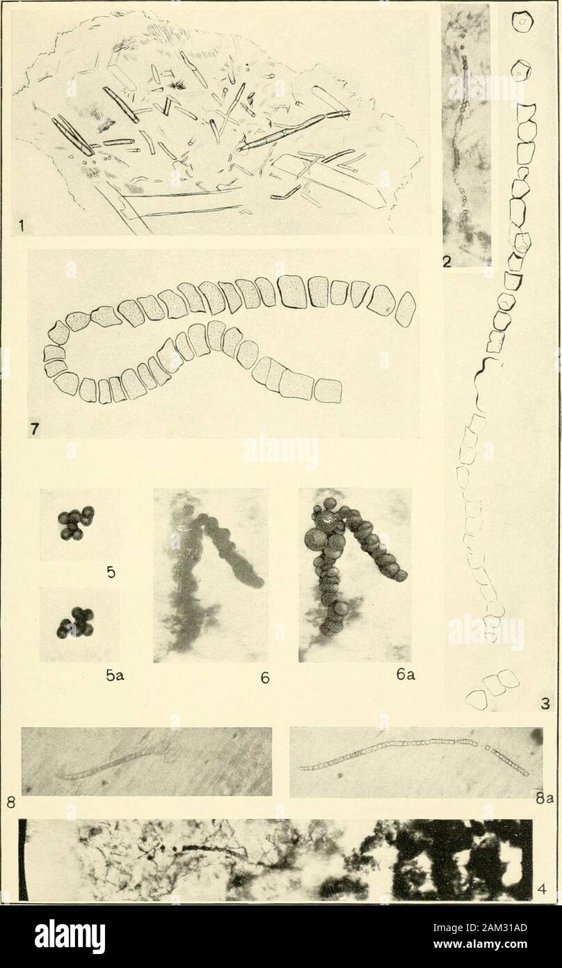 Smithsonian miscellaneous collections . -, NewYork. SMITHSONIAN WISCELLANEOUS COLLECTIONS. MICROSCOPIC CELLS FROM RECENT BLUE-GREEN ALG/E AND THEIR ALGONKIAN REPRESENTATIVES I 152 SMITHSONIAN MISCELLANEOUS COLLECTIONS VOL. 64 DESCRIPTION OF PLATE 21Annelid Trails on Greyson Shales PAGE Helminthoidichnites ? ncihartensis Walcott 98 Fig. I. (Natural size.) Two nearly parallel trails, with many small,dark, thin, flattened, usually circular concretions attachedto them. U. S. National Museum, Catalogue No. 33795. 2. (Natural size.) Apparently a single trail made by the animal turning about and fina Stock Photo
