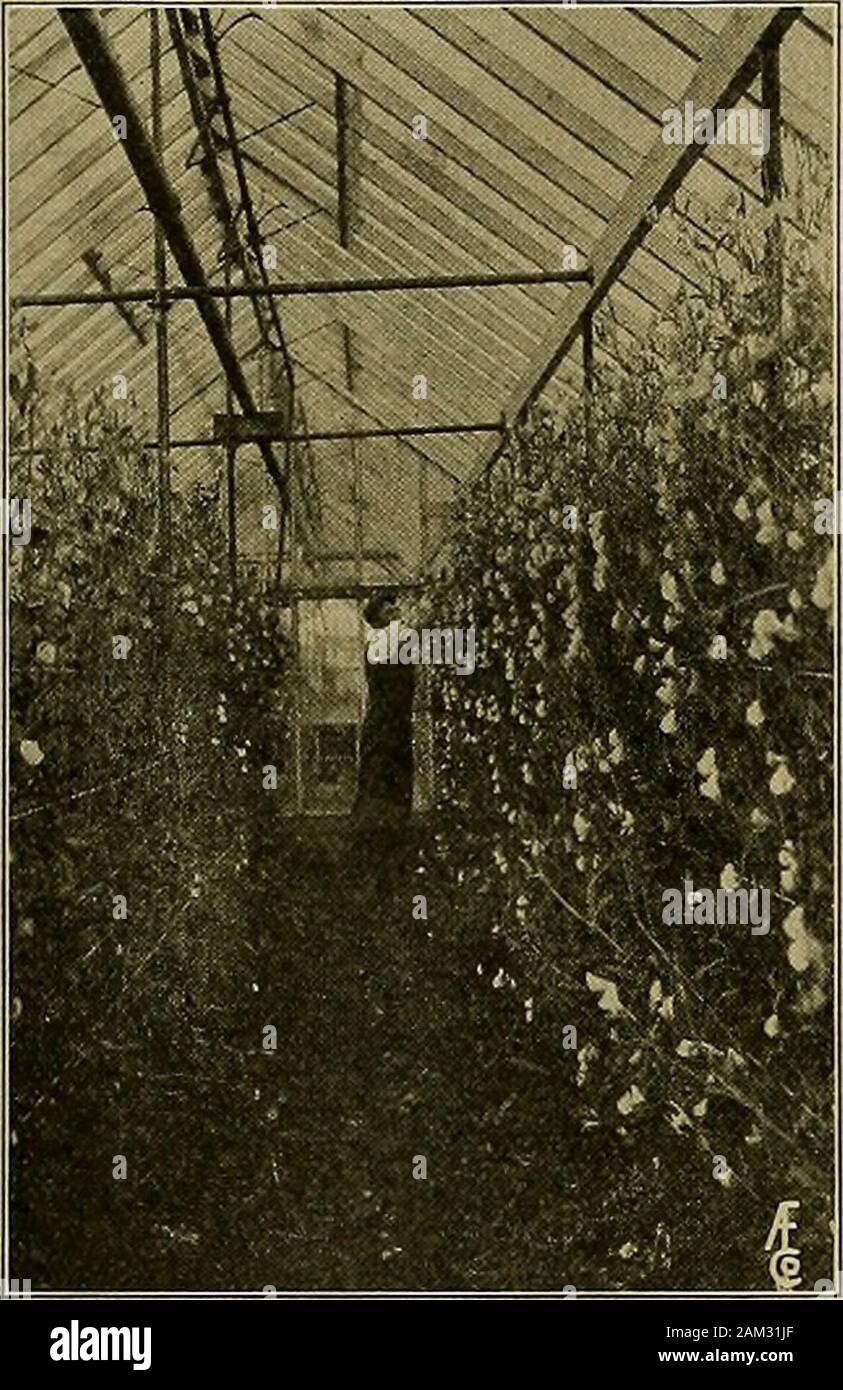 The American florist : a weekly journal for the trade . the manurewith the pile at this time, but if groundbone is to be used it is better tosprinkle it into the pile now. Bonedissolves slowly and the earlier it isincorporated in the soil the better, andit also helps the rotting of the sod.Take advantage of the slack time withboth the men and teams and get thecompost pile up at once. THE RETAIL TRADE Conducted by Bobt. Kift. Philadelphia, Pa. Yellow Roses and Purple Iris. Take a large Japanese lamp withthe new large wicker shade for thecenter of table. Cover this large shadewith tiny yellow ro Stock Photo