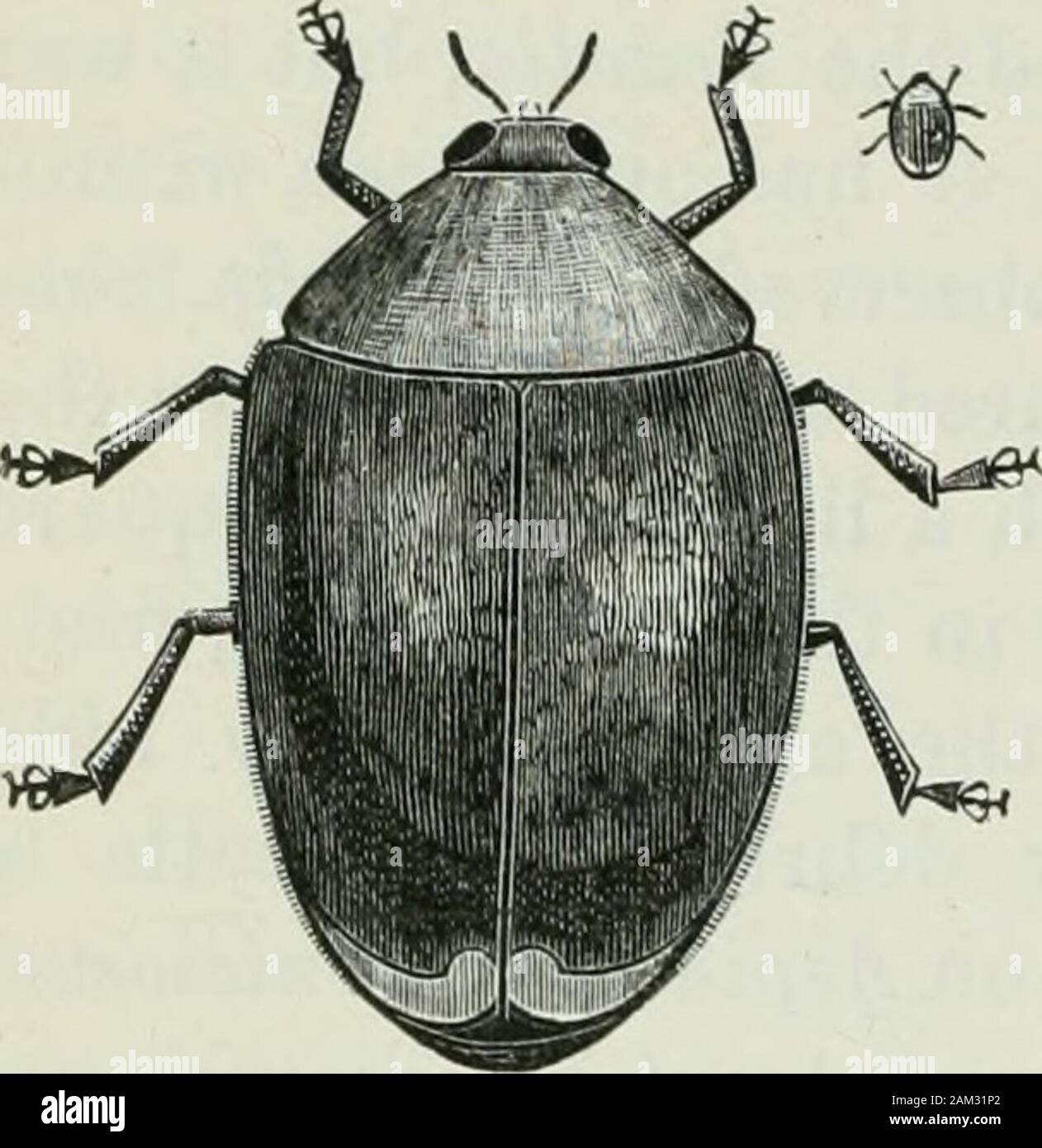 Appendix to the Journals of the Senate and Assembly of the ..session of the Legislature of the State of California . ttle ladybird was introduced from Australia by Mr. GeorgeCompere for the State Board of Horticulture. It was found to be veryeffective in checking the spread of the pest, and has been generallyestablished in California. 90 REPORT OF THE COMMISSIONER OF HORTICULTURE. Rhizohms debelis. This is another one of the introduced species ofladybirds which we owe to Australia. It is a scale-feeder and has beenvery generally distributed in the State. Cryptolxvius montrouzeri. (Fig. 5.) Thi Stock Photo