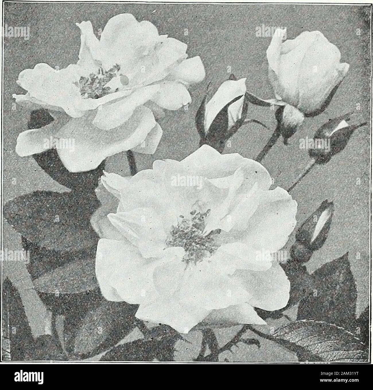 Farquhar's garden annual : 1922 . red flowers which do not fade. Yvonne Rabier. White flowers, borne in clusters. MEMORIAL OR EVERGREEN ROSES.75 cts. each; $7.50 per doz.; $60.00 per 100. Gardenia. Bright yellow; fragrant and free.Wichuraiana. Single white; blooms in clusters. BOURBON OR HYBRID CHINA ROSE.75 cts. each; $7.50 pei doz. Most valuable Summer and Autumn flowering variety, requiringonly moderate pruning.Madame Plantier. Pure White; very free bloomer. ROSA RUGOSA (Ramanas or Japanese Roses)$1.00 each; $10.00 per doz. {Except where otherwise priced)These are excellent for planting in Stock Photo