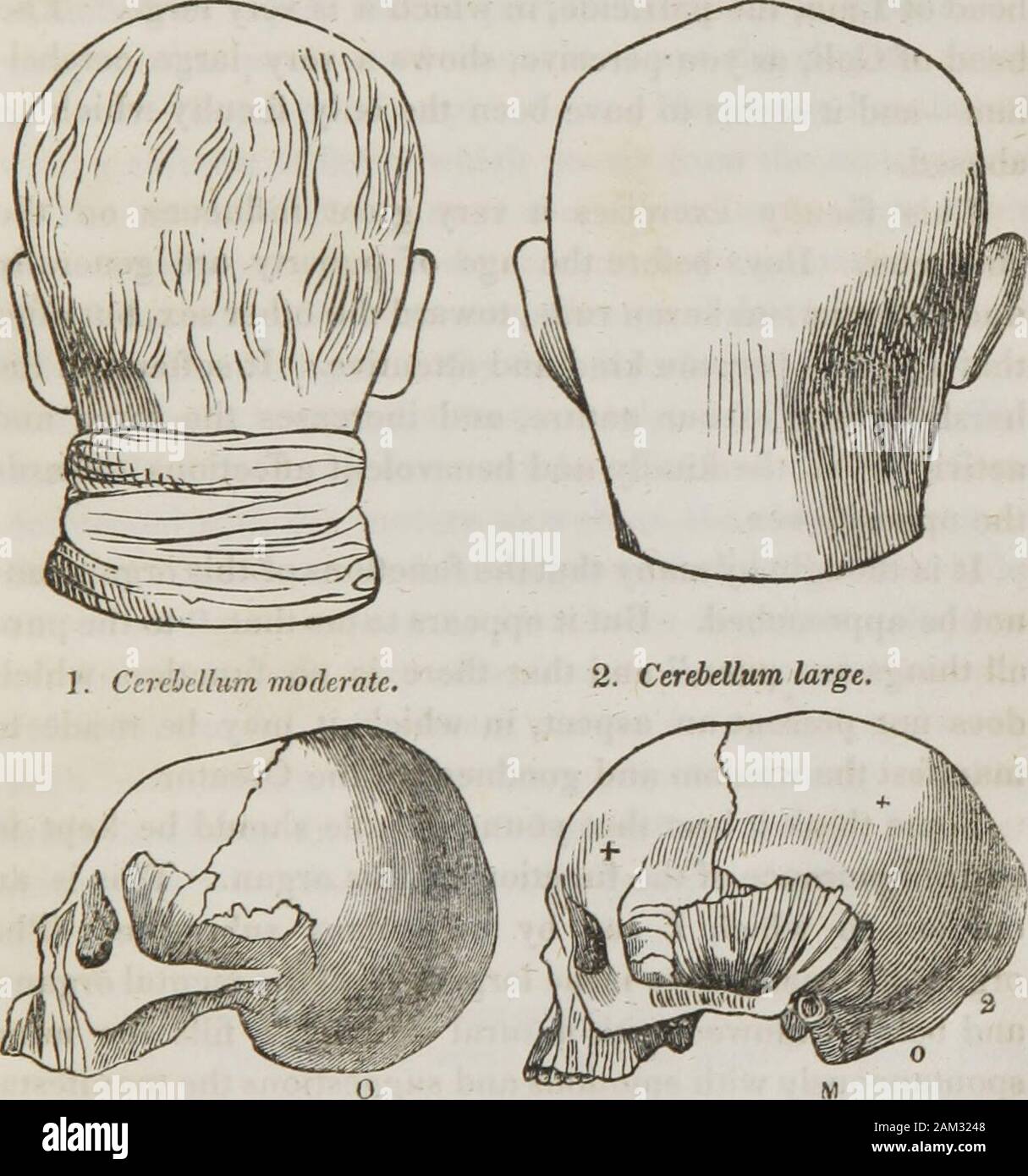 Lectures on phrenology : including its application to the present and prospective condition of the United States . SS. To learn the situation of this organ, feel on the middleline toward the base of the skull at the back part of thehead, and you will find a small bony projection named theoccipital spine. Amativeness is situated below that pointand between the mastoid processes. The size of the organis indicated by the extension of the inferior surface of the AMATIVENESS. 137 occipital bone backward and downward, or by the thick-ness of the neck at these parts between the ears. Its largesize gi Stock Photo