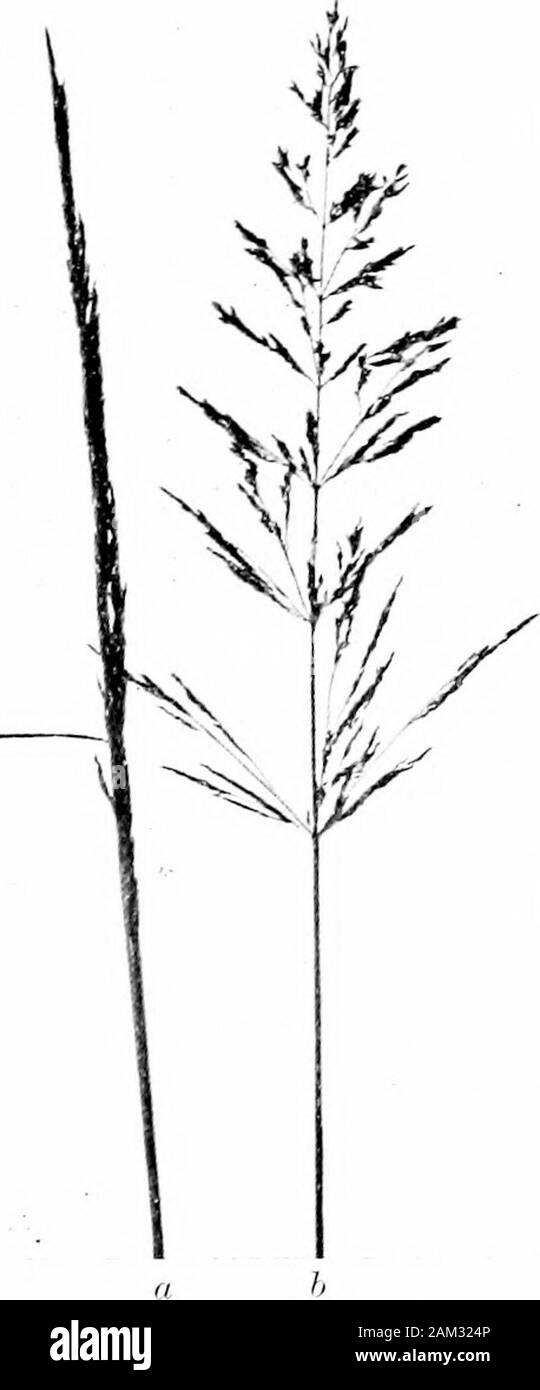 British grasses and their employment in agriculture . Fig. 29. Seed of Agro-pyrum repens. x 5. Frontview. lu,, - &gt; Fig. 30. Seed of Agro-pyrum caninum. x 5.Back and front views. this species varies very much.) Auricles prominent, narrow andpointed; springing from greenish-white triangular areas at baseof blade. Ligule very short, blunt and finely fringed. Abundantin Britain, and a most troublesome weed on cultivated ground. Flowers about July; flowering culms  to 3 feet high;inflorescence spikate. Spikelets in two rows, with the edges of ch. vn] Botanical Description of Species 53 the pal Stock Photo
