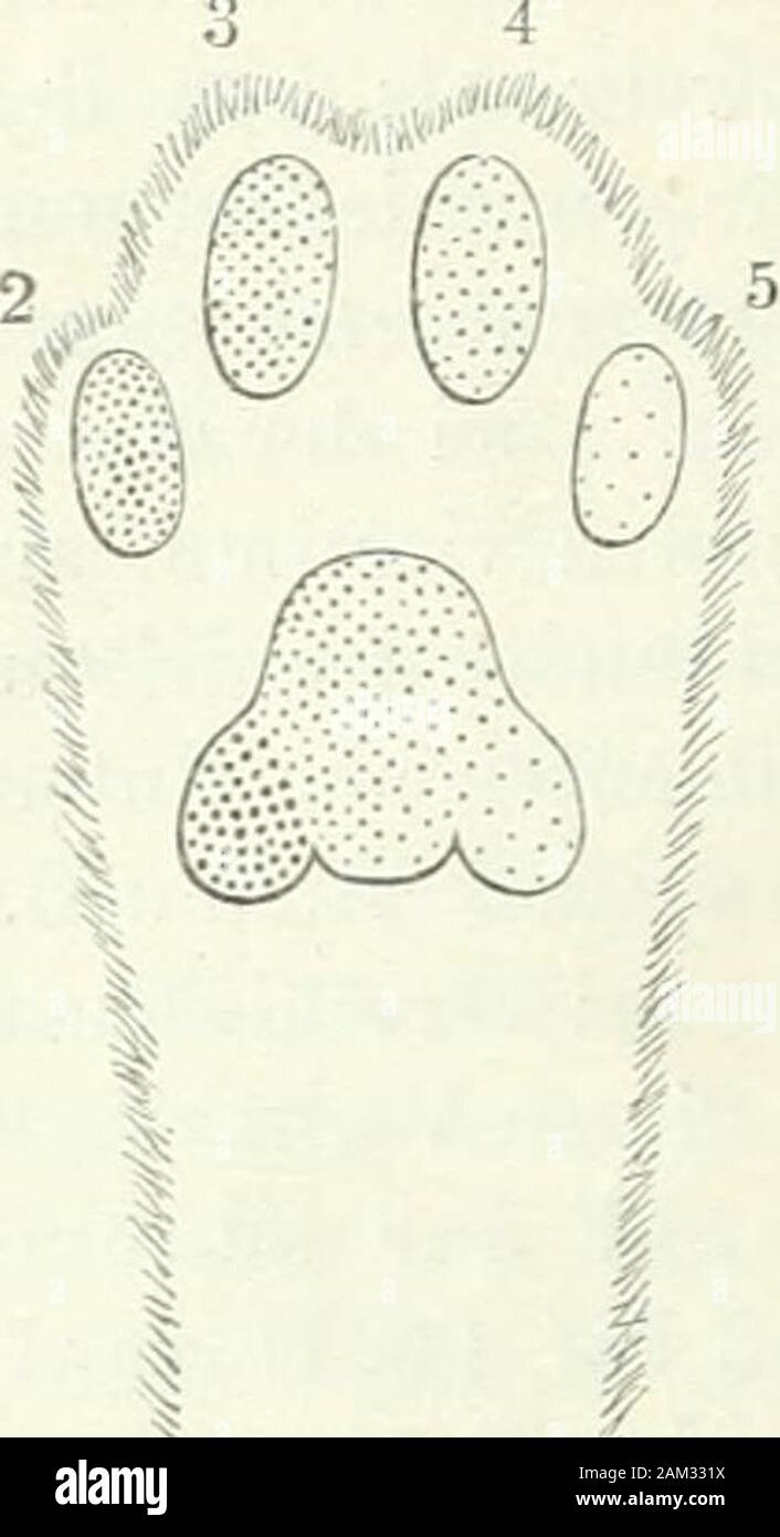 Handbuch Der Physiologie Des Menschen N Spinalnerven Undzwar