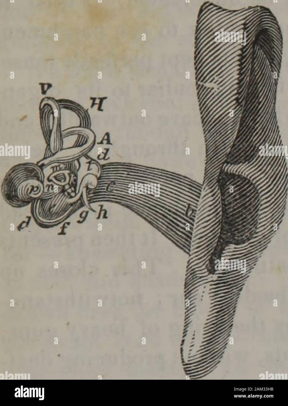 The class-book of anatomy : designed for schools, explanatory of the first principles of human mechanism, as the basis of physical education . rt hairs, intersecting eachother in such a manner, that an insect must overcome theresistance of those pikes, or chevaux de frise, in case thewax t does not arrest its progress, before reaching the *Ear wax is certain death to insects that feed upon it; though itscomposition is such, that they cannot restrain their appetites whenpent up where it is. Naturalists have taken a hint from this, toprevent the depredations of vermin on dried preparations in ca Stock Photo