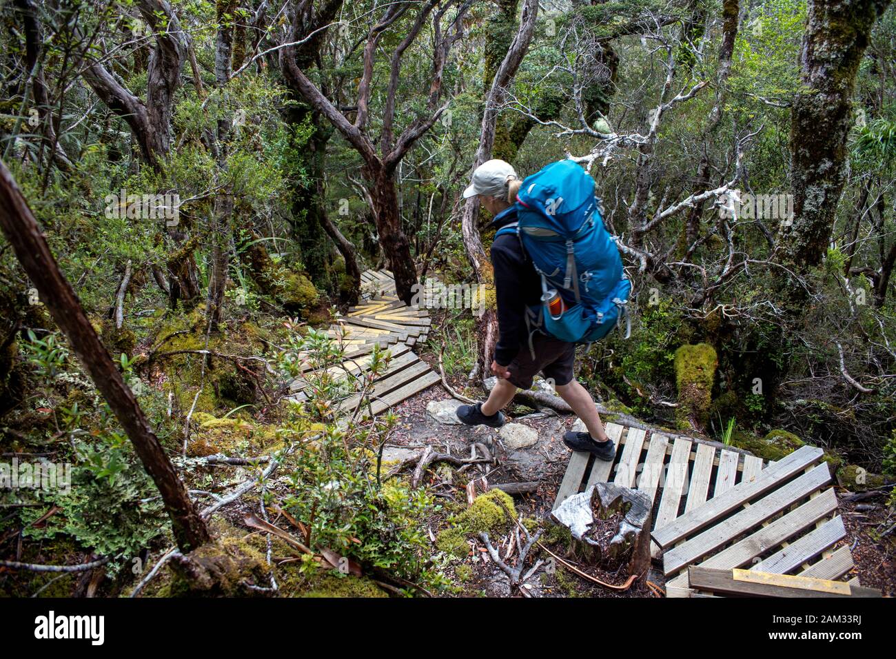 Walking the Old Ghost Road trail, Lyell to Seddonville, New Zealand Stock Photo