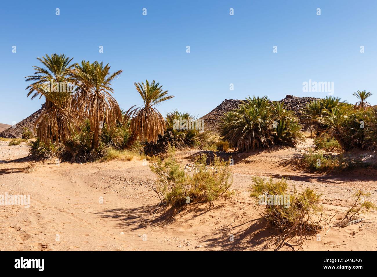 palm trees in an oasis, Sahara desert, Morocco, Africa Stock Photo Alamy