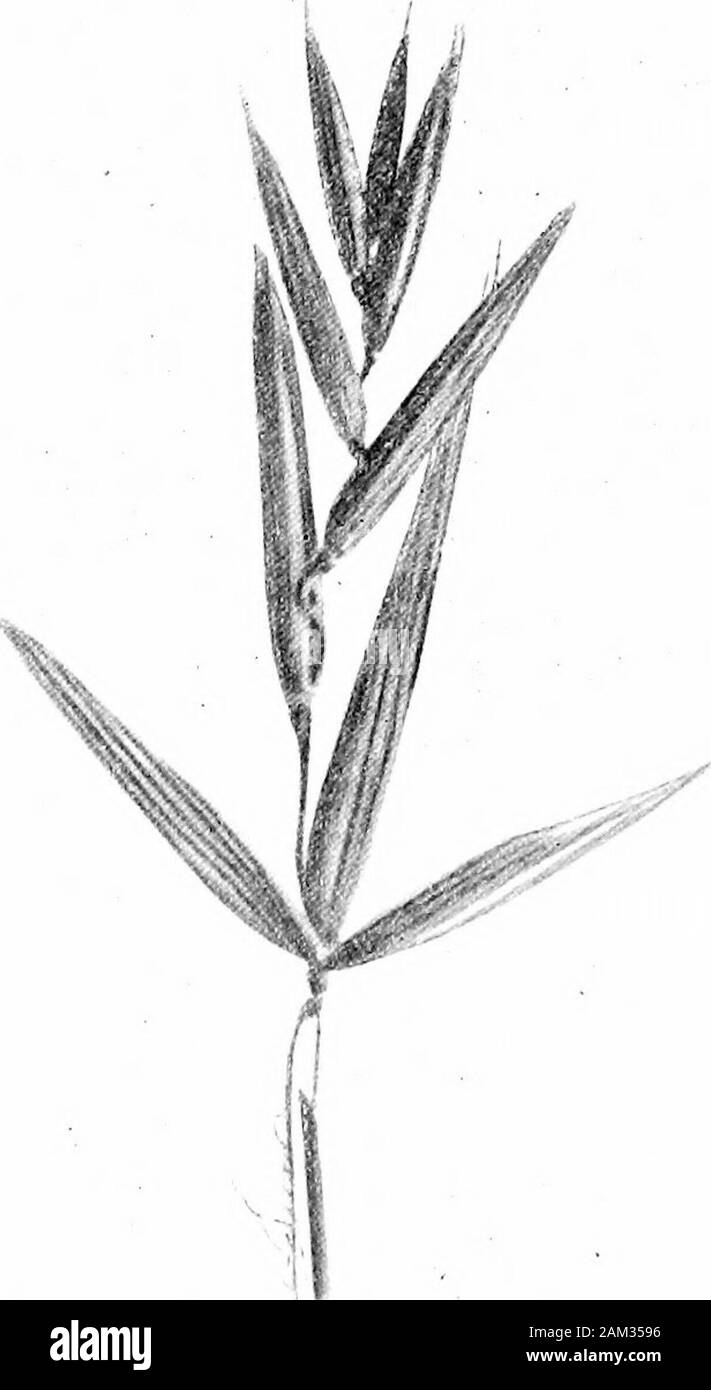British grasses and their employment in agriculture . Kg. 14. Panicle of Avena nuda. About J nat, size. In the Oat plant note that the blades are expanded, broad,almost ribless, and without auricles. The ligule is white, mem-branous, and ragged at its margin. The foliage is entirelyglabrous except for a few hairs usually on the lower margins ofthe blade. In Couch-grass note the auricles clasping the stem;the short, blunt, and rather thick ligule; and the scattered hairs(occasionally absent) on the blade—chiefly on its upper surface. 12 Botaniced Section [PT I (B) Floral Organs. These consist o Stock Photo