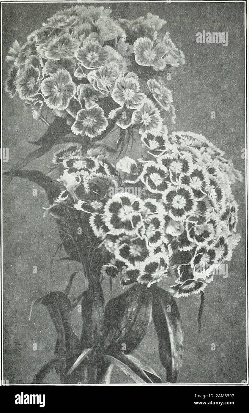 Farquhar's garden annual : 1922 . Pyrethrum roseum. R. .& J. FARQUHAR COMPANY, BOSTON. PERENNIAL PLANTS. 135. TRADESCANTIA virginica. (Spiderwort.) Showy border plant Doz.with bright blue flowers; blooms all Summer. 2 ft. ... ...$2.50 alba. White 2. 50 TRILLIUM grandiflorum. (Wood Lily.) Desirable for shadysituations; large white flowers; April and May. 1 ft. erectum. The common purple-flowered wood lily, one of theearliest; April and May. 1 ft. erythrocarpum. Large white flowers. April and May. 1 ft. TRITOMA Express. (Red Hot Poker.) The earliest variety,blooming from July to October. 3 ft. . Stock Photo