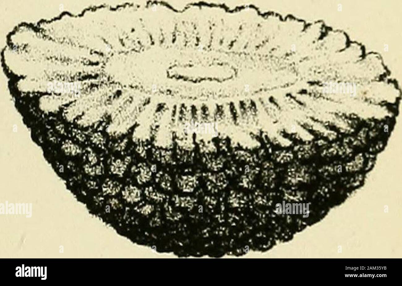 Inflammations et catarrhe de la vessie, gravelle, des divers moyens de combattre ces affections . Stock Photo