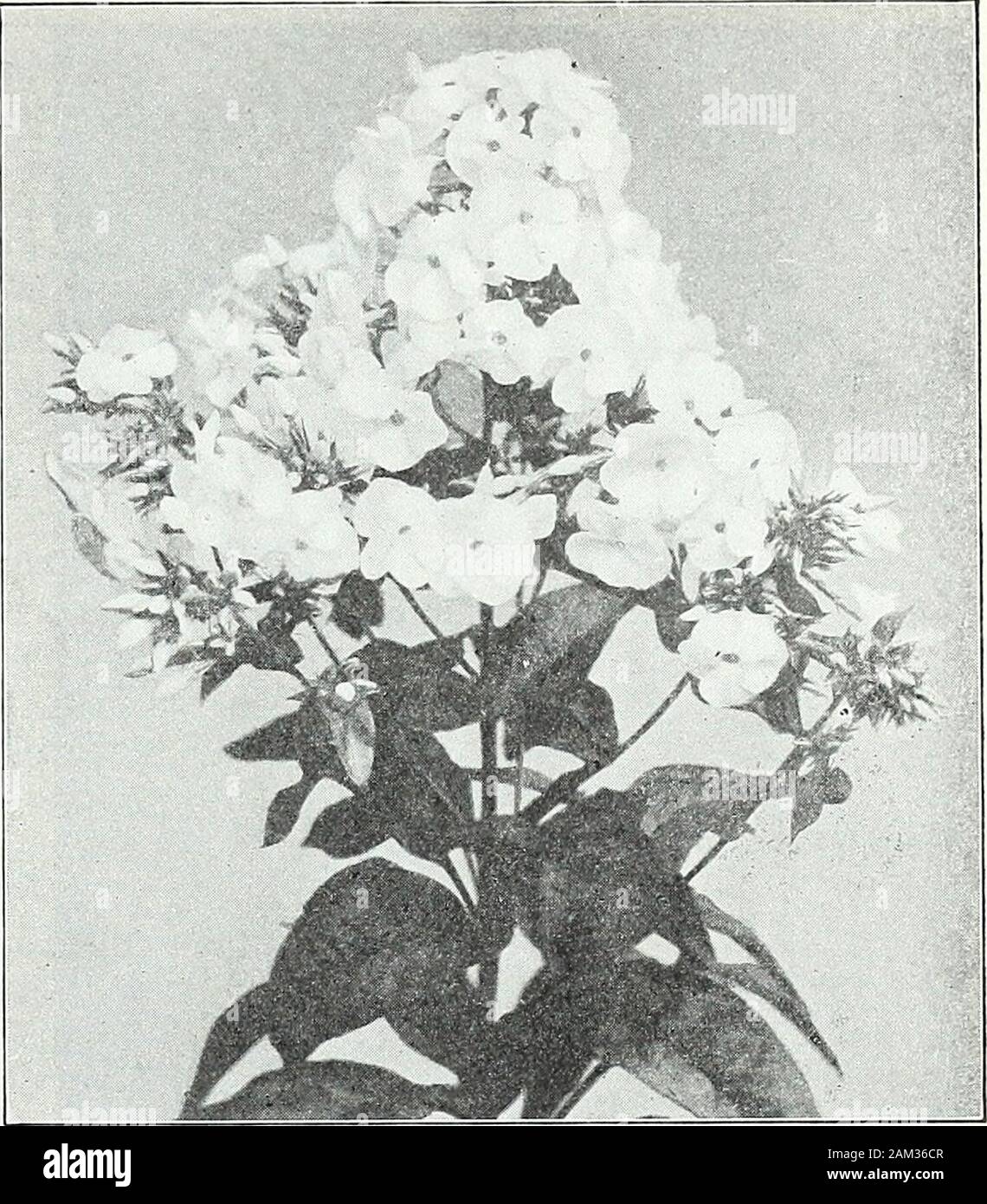 Farquhar's garden annual : 1922 . Hardy Garden Phlox. PHLOXES. STANDARD VARIETIES.—Cow^inued.30 Cts. each; $2.50 per doz.; $15.00 per 100. Hodur. Lilac-rose, shading to white in the centre. La Cygne. Pure white, splendid spike: late. La Vogue. Clear silvery-rose. Mrs. Jenkins. Pure white, fine for massing; large panicles; early. Pantheon. Brilliant rose; an effective variety. Sunshine. Salmon-rose. Fine deep shade. Von Goethe. Richsalmon-ibse. PHLOX amcena. A charming dwarf variety, forming a carpet of foliage, covered in May and June with a Doz. :00mass of lavender pink flowers. 9 in. .S2.50 Stock Photo