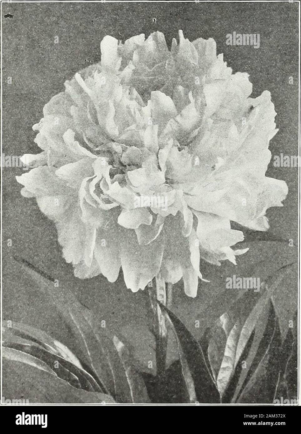 Farquhar's garden annual : 1922 . PsEony, Baroness Schroeder. P£Eony Monsieur Jules Elie. Rosea Superba. 2. Large blooms of brilliant cerise-pink, borne onlong stems. Strong and vigorous. SI.25 each; S12.00 per doz. Rosea Plena Superba. 3. Immense, full blooms of delicate salmon-pink. Invaluable for cutting. Sl.OO each; SIO.OO per doz. Snowball. 2. Medium size, globular, semi-rose type. Pure white;fragrant. Medium height. 50 cents each; S5.00 per doz. Walter Faxon. The large blooms are of the globular semi-rose type,bright rose deepening towards the centre; fragrant and free-bloomer.S5.00 each Stock Photo