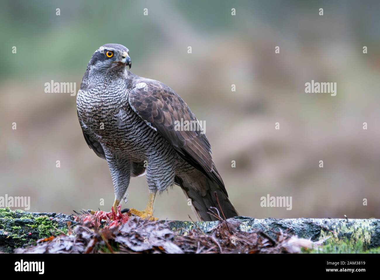 Adult of Northern Goshawk (Accipiter gentilis) on a branch with a prey in the forest of Noord Brabant in the Netherlands. Stock Photo