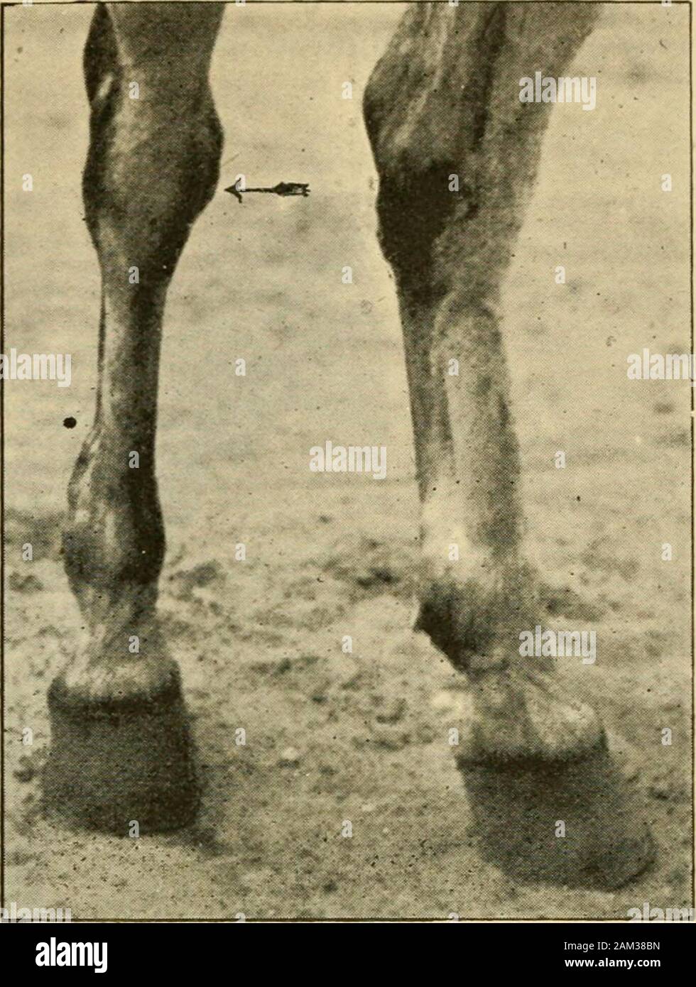 Veterinary notes for horse owners a manual of horse medicine and surgery . Fig. 131.—Clean