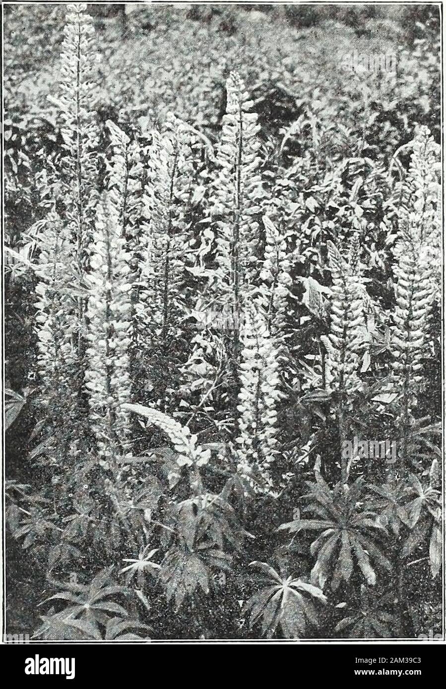 Farquhar's garden annual : 1922 . Lupinus polyphyllus. 100 MYOSOTIS alpestris Victoria. (Forget- Doz.Me-Not.) Bright blue flowers. Aprilto June. 6 in $1.50 $12.00 alpestris rosea. Pink; fine bedding va- Stock Photo