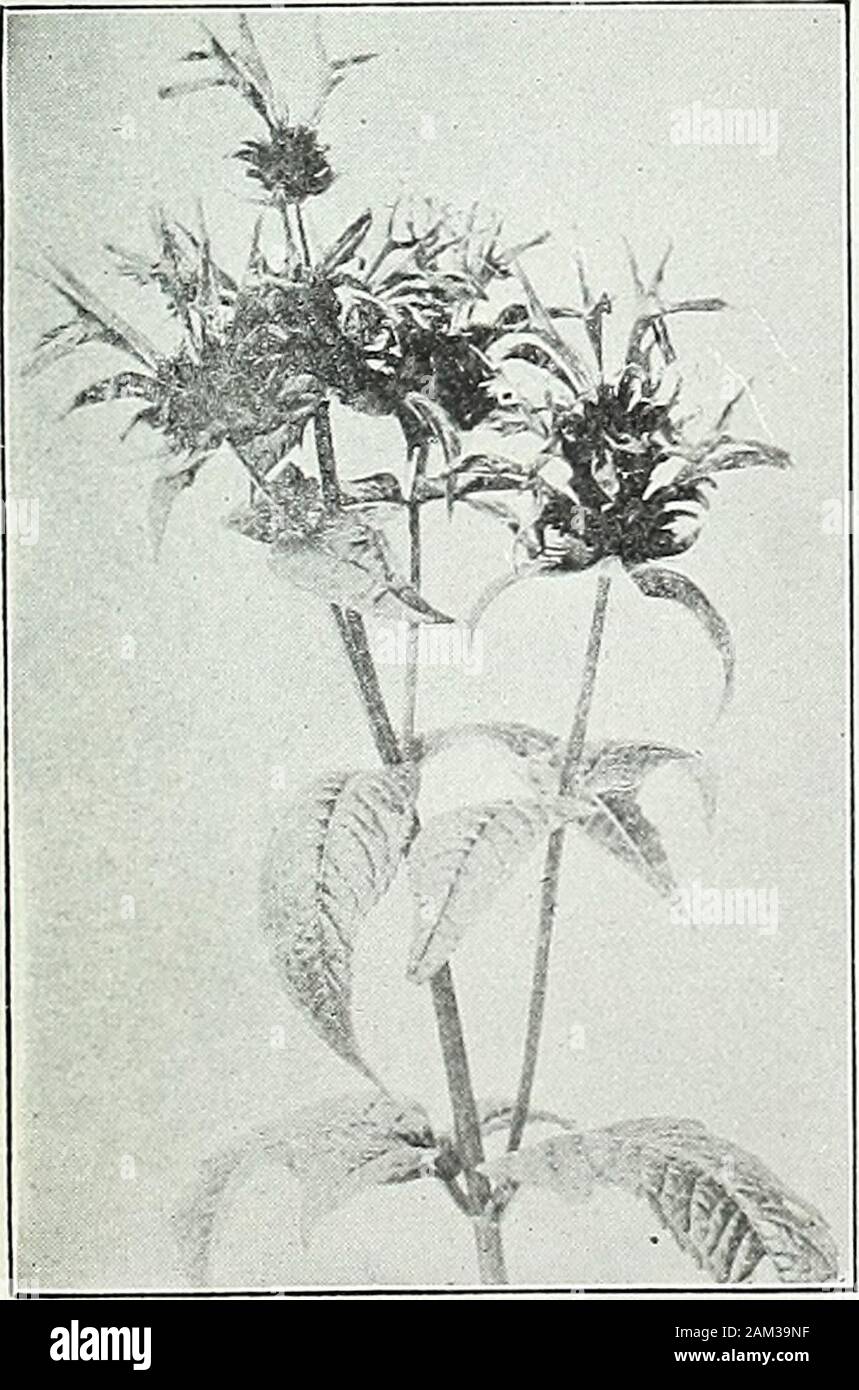 Farquhar's garden annual : 1922 . THA piperita. (Common Peppermint. 2.50 18.00 2.50 18.00 MERTENSIA virginiea. (Blue Bell.) Drooping panicles of bright blue flowers, fading to pink; May and June. I5 ft., 2.50 18.00 MONARDA dldyma. (Bergamot.) (Bee Balm.) Deep scarlet flowers; foliage aromatic. This old and increasingly popu-lar plant blooms at a time when few perennials as showy arein flower, and is perfectly hardy; August. 25 ft. ... ... 2.50 mollis. Lilac 2.50 18.0018.00 MYOSOTIS palustris grandiflora. (Large-flowered Forget-Me-Not.) Large bright blue flowers on long stems suitable forcuttin Stock Photo